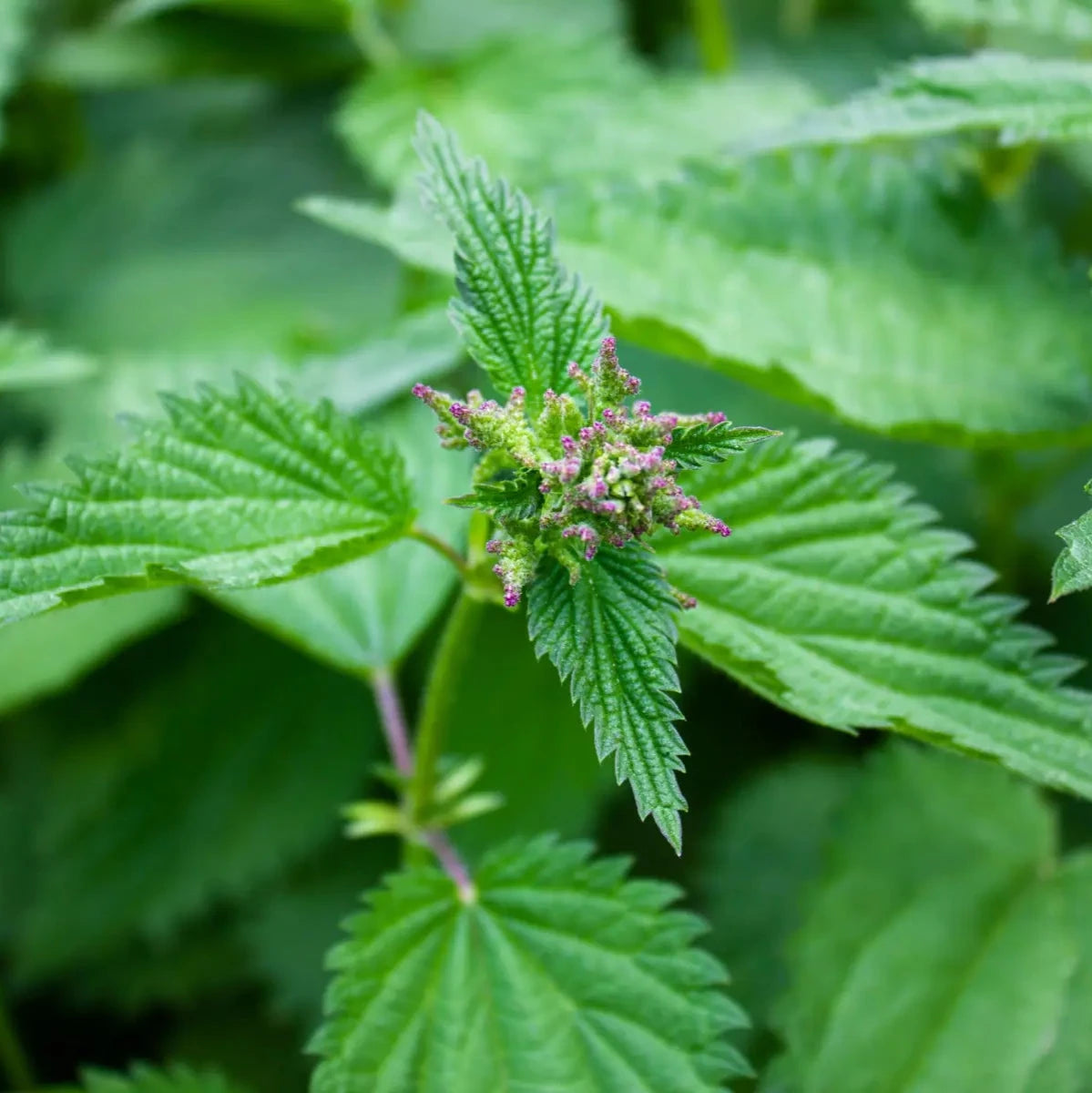 Demeter Brennnessel vom Lindenhof