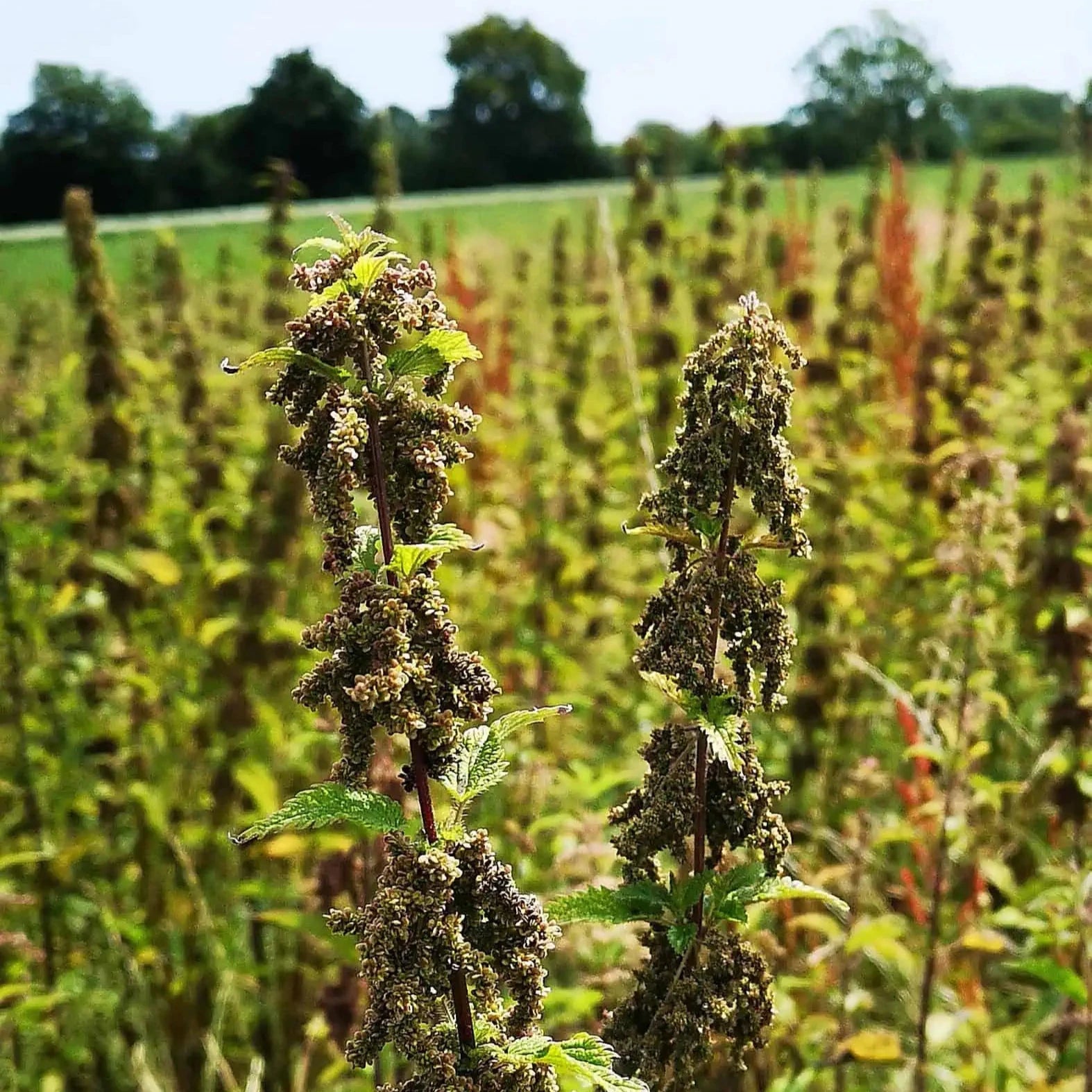 Demeter Brennnessel Brennnesselsamen Pflanze Lindenhof Familie Klüver