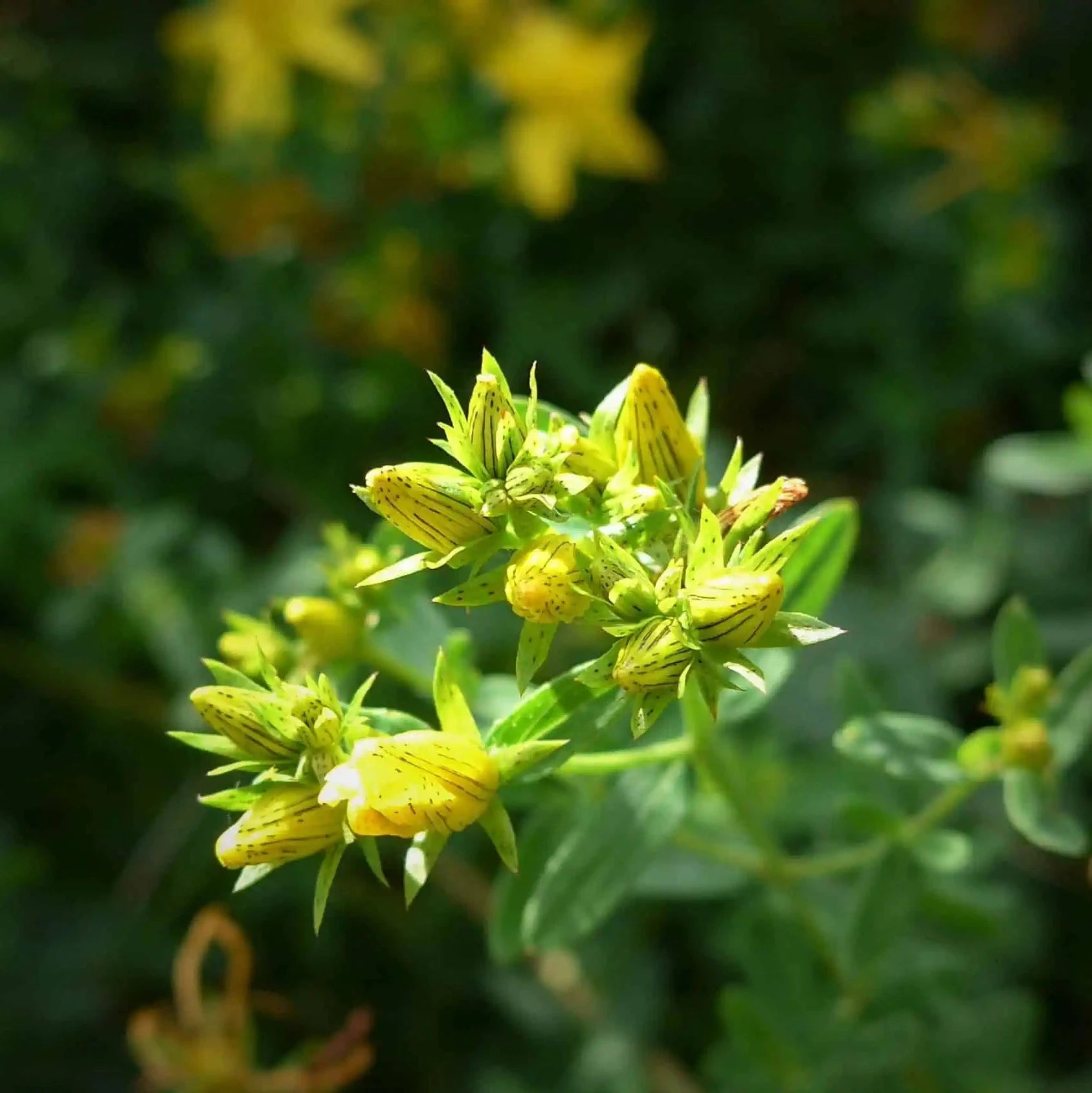 Demeter Johanniskrautblüte Lindenhof Familie Klüver