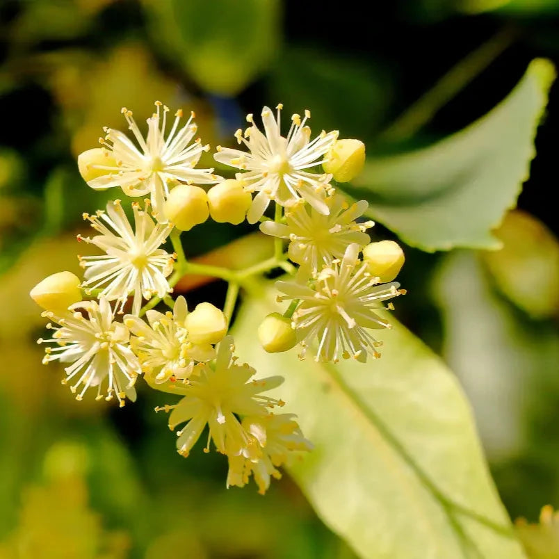 Demeter Lindenblüten Lindenhof Familie Klüver