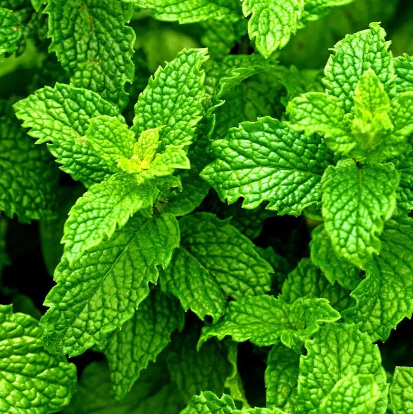 Demeter Pfefferminze Lindenhof Familie Klüver