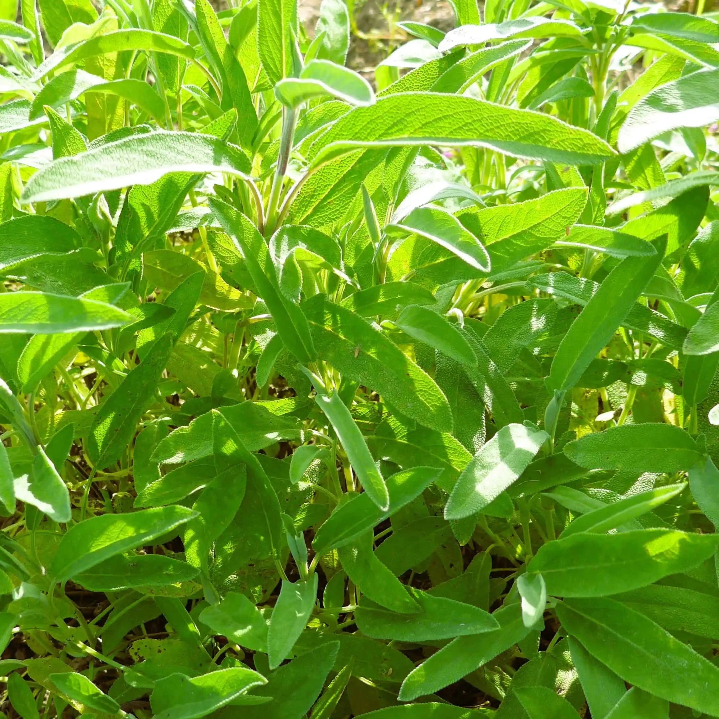 Demeter Salbei Lindenhof Familie Klüver