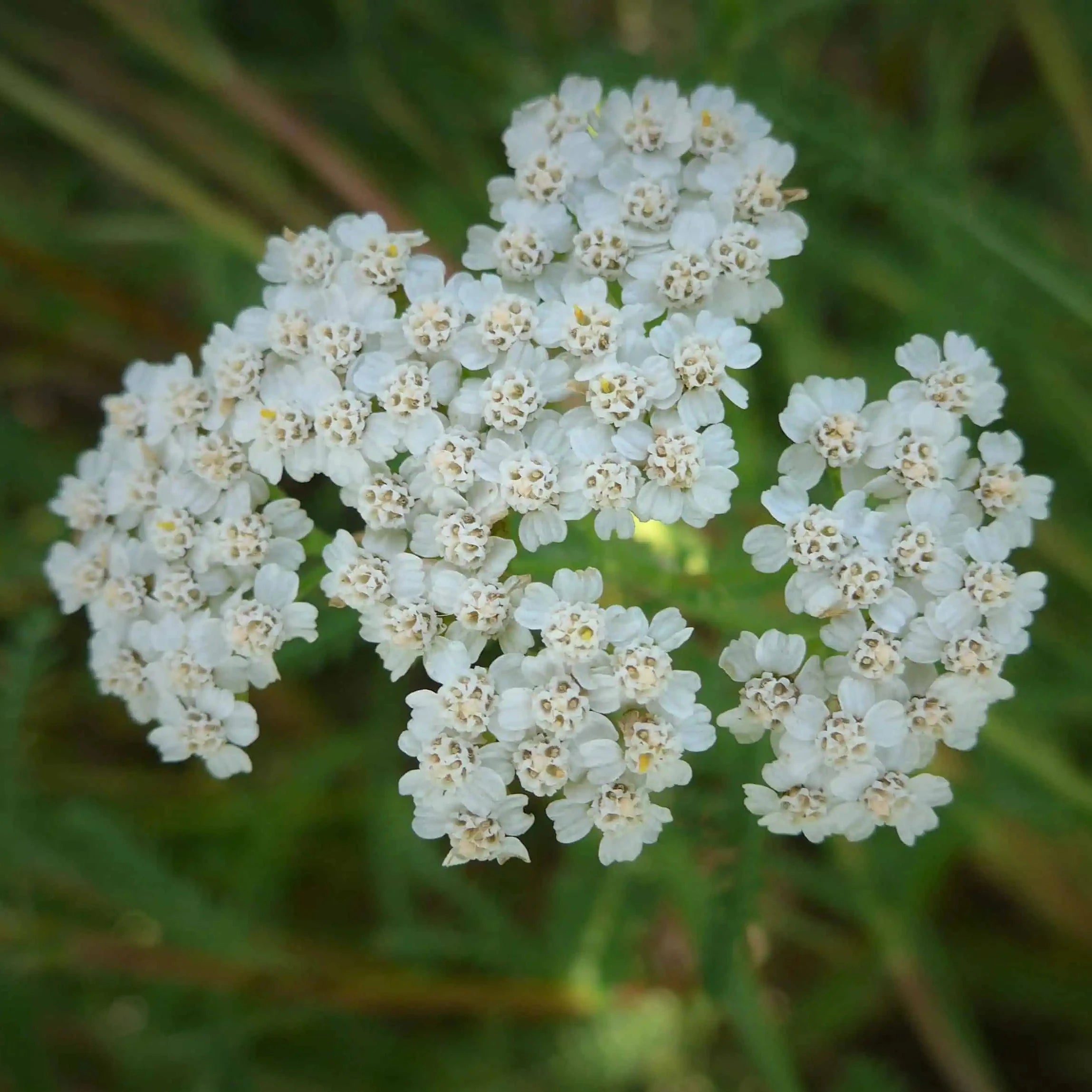 Demeter Schafgarbenblüte Lindenhof Familie Klüver