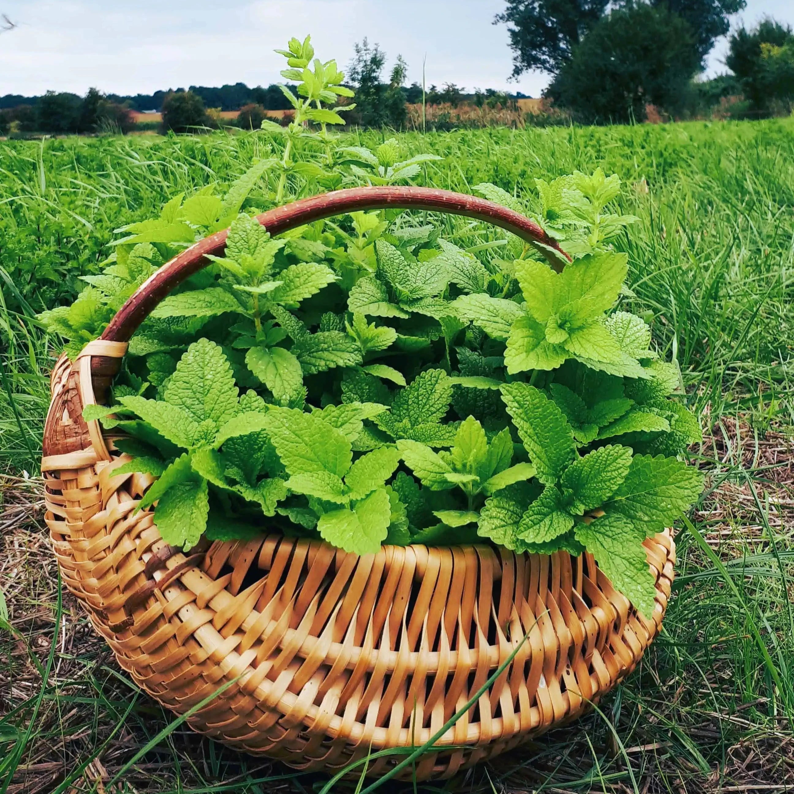 Demeter Zitronenmelisse im Korb Lindenhof Familie Klüver