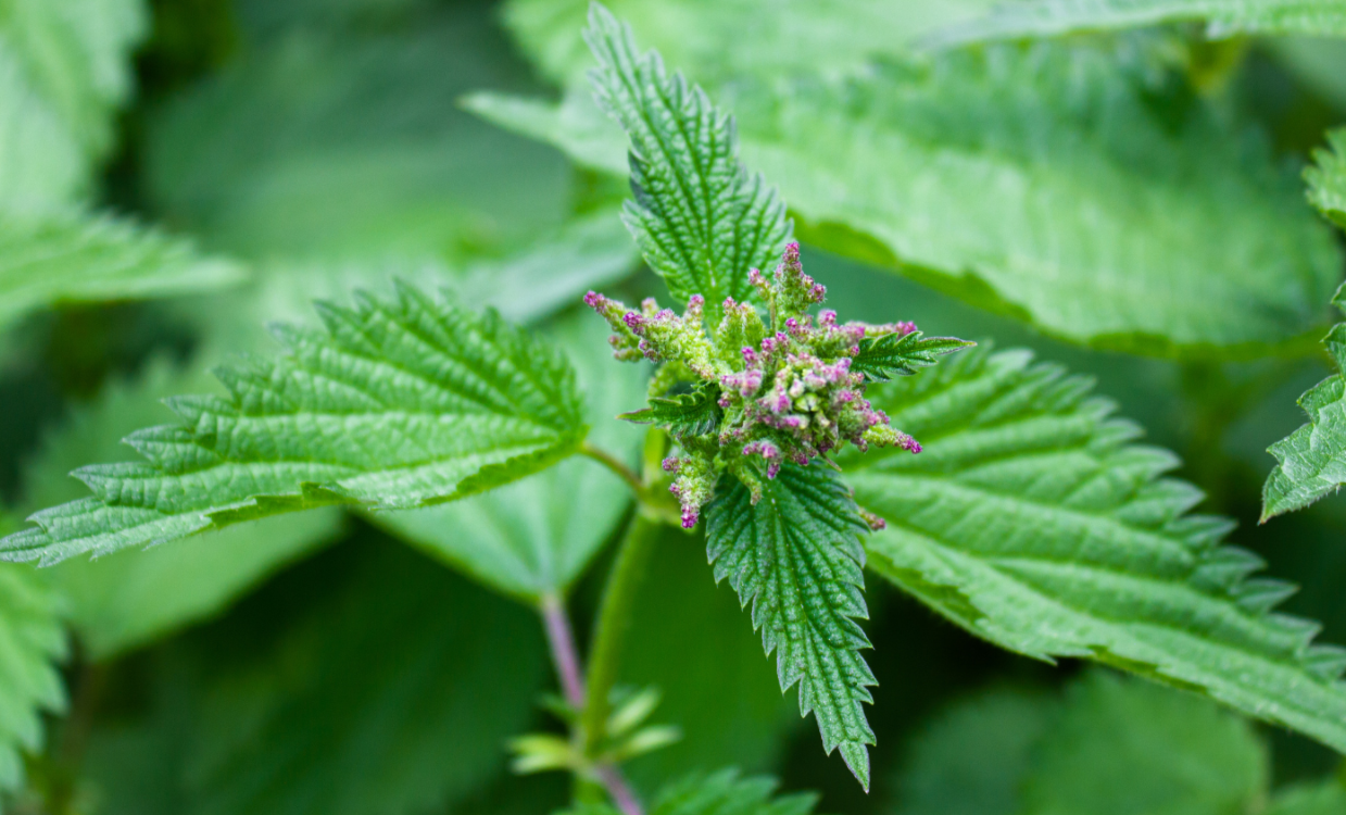 Junge Brennnessel mit Ansätzen der Samenstände