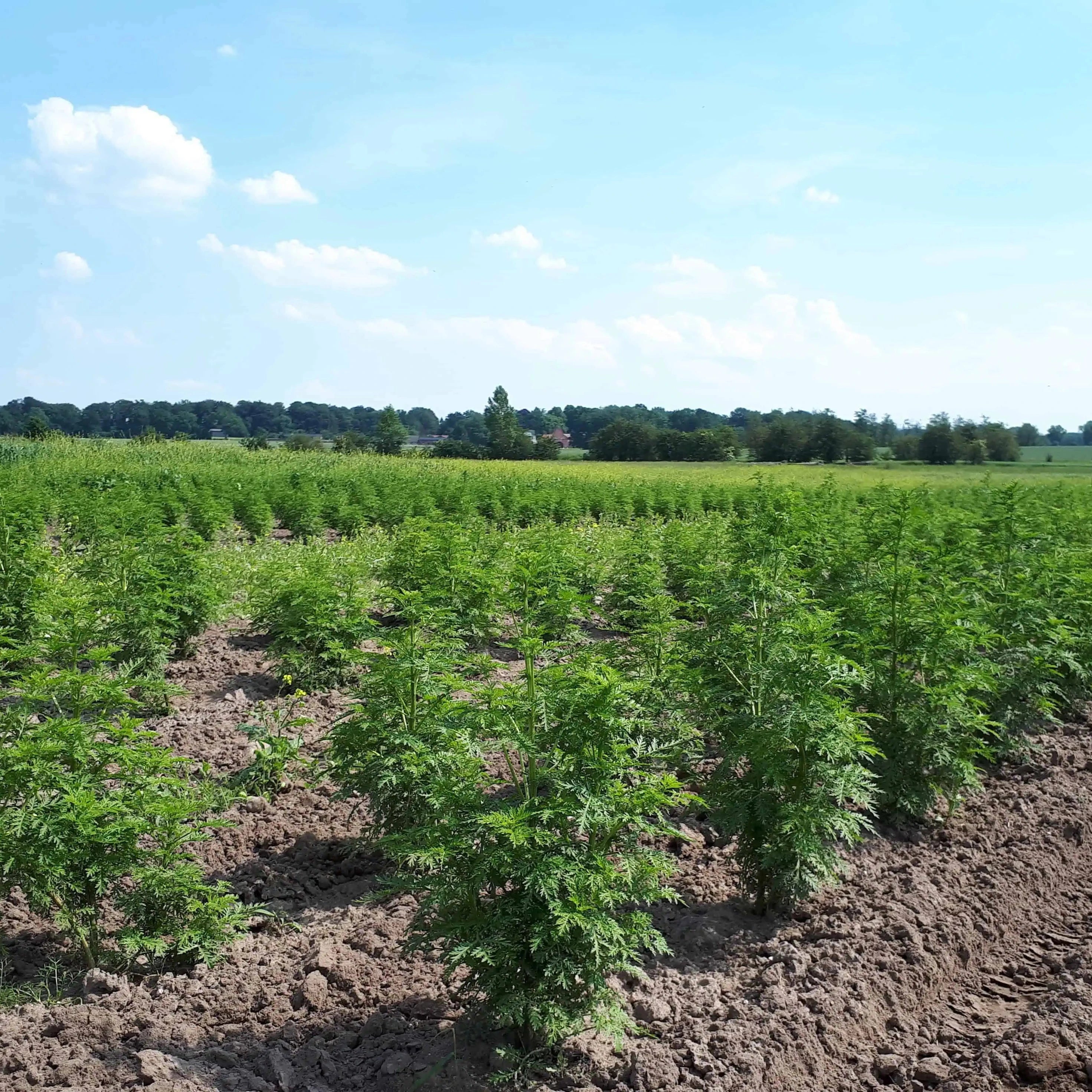 Junge Artemisia annua Pflanzen in Demeter-Qualität auf einem natürlichen Feld vom Lindenhof Klüver in Schleswig Holstein.