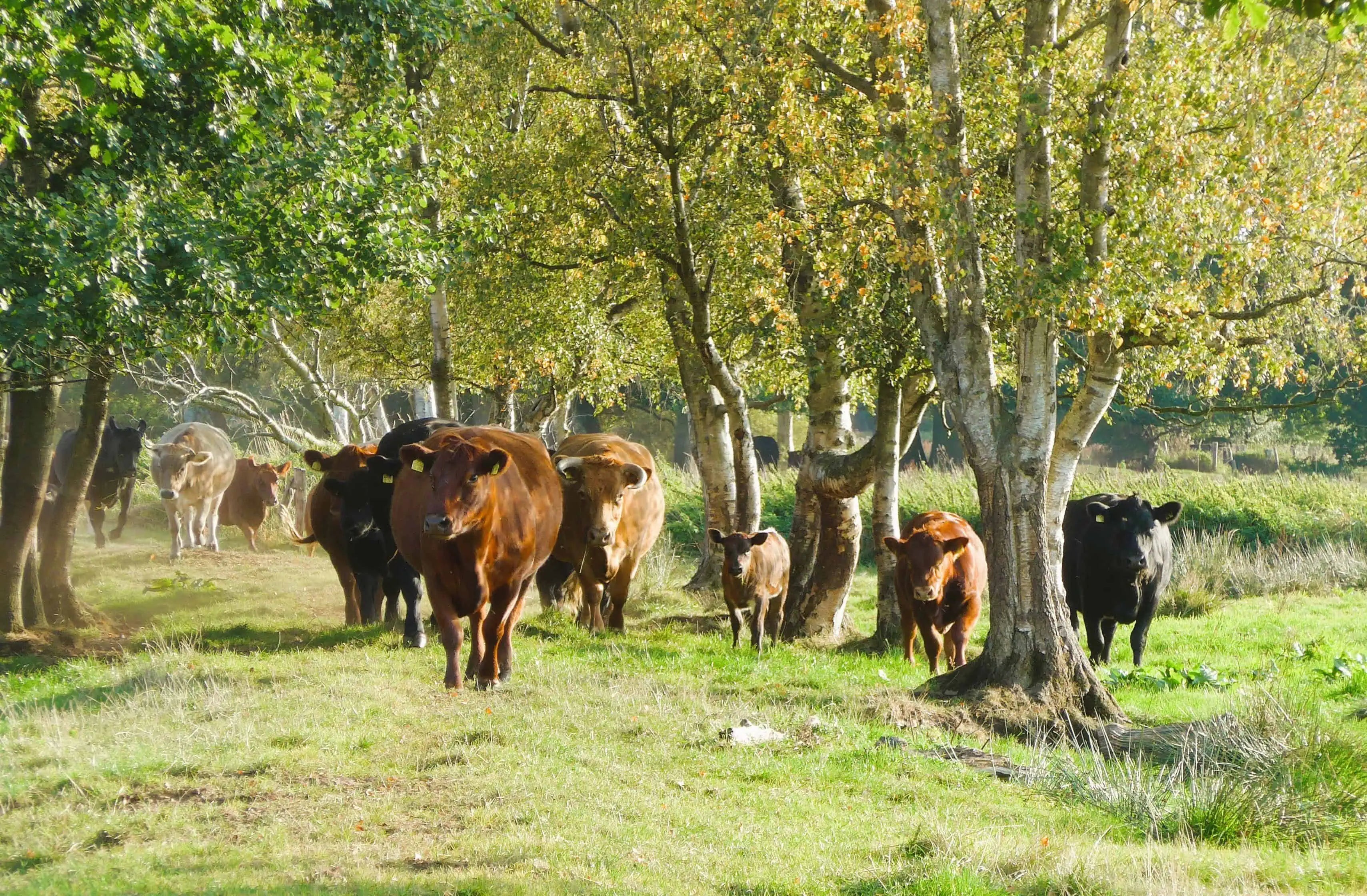 Demeter Mutterkühe mit Kälbern des Lindenhof Familie Klüver in einem Birkenwäldchen im Naturschutzgebiet Heidmoor in Schleswig Holstein