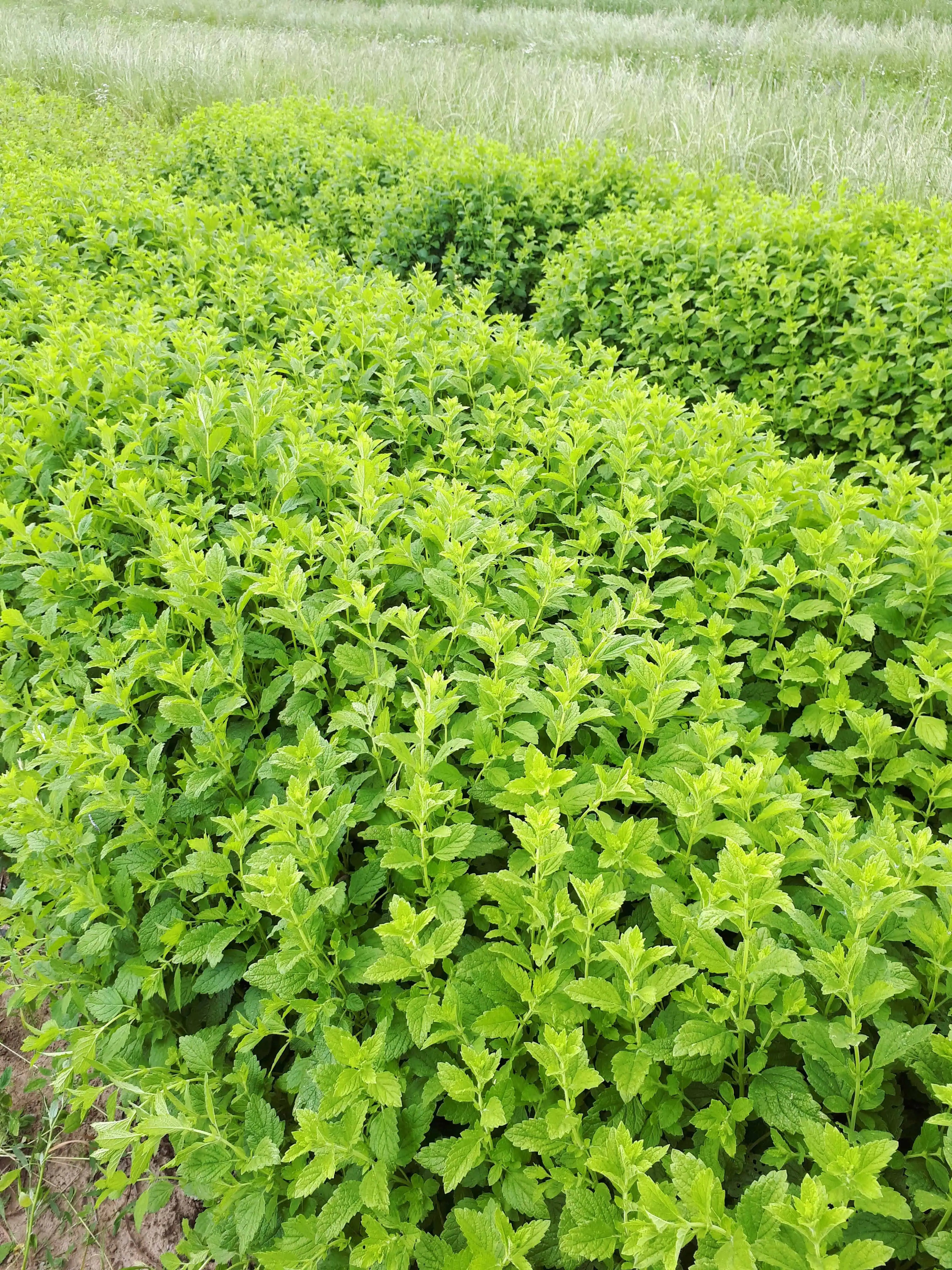 Demeter-Zitonenmelisse-Heilpflanzen auf einem Feld des Lindenhof Klüver für die hochwertigen Produkte der KlüverKräuter