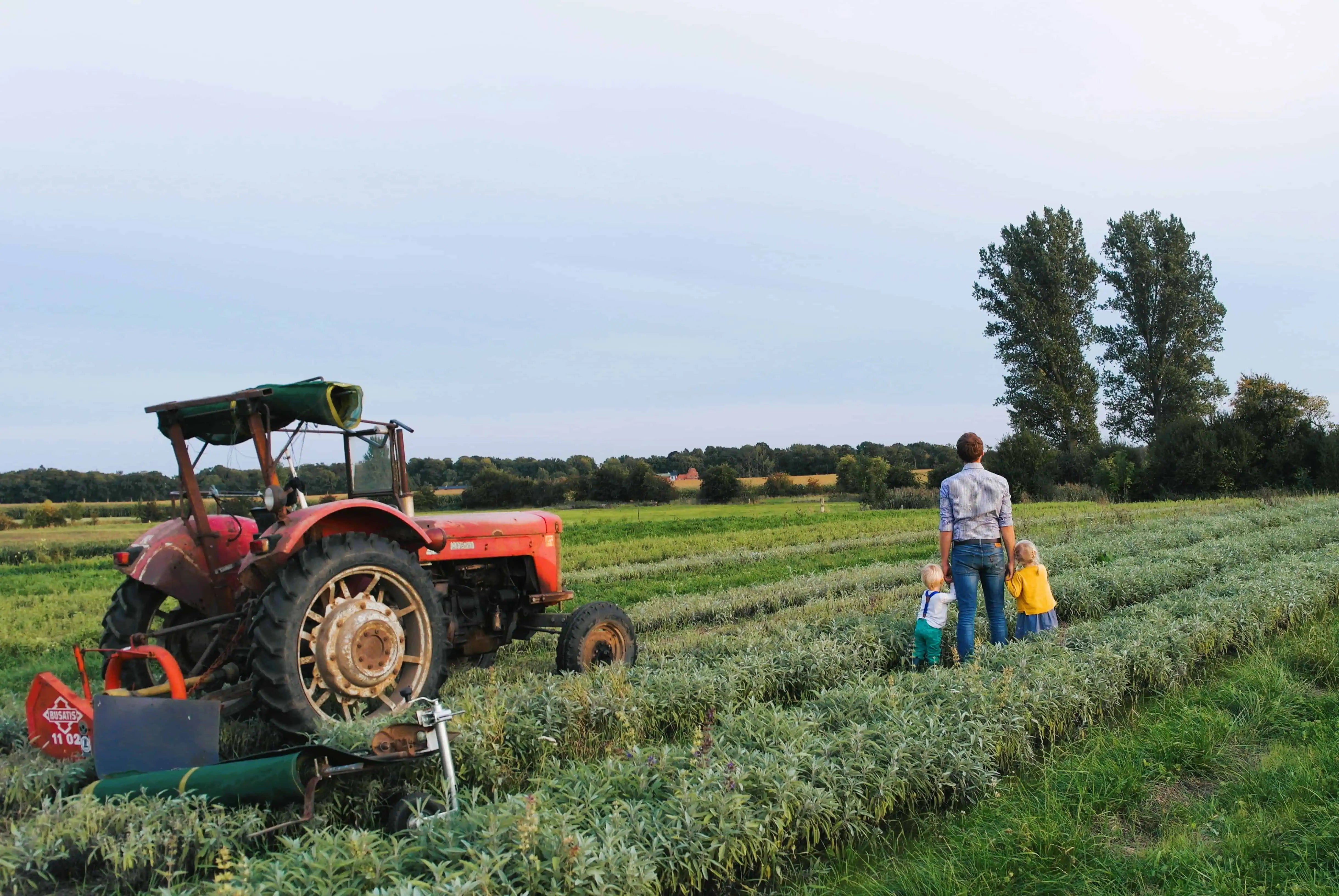 Natürliches Demeter-Feld mit 
Heilpflanzen vom Lindenhof Klüver und traditionellem Traktor, daneben Falk Klüver mit seinen Kindern