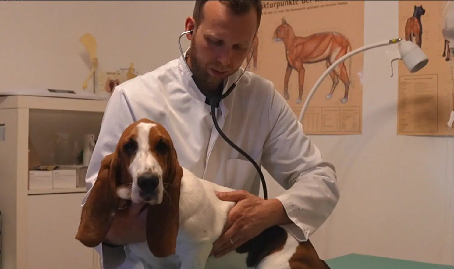Untersuchung eines Hundes der Rasse Basset Hound von Dr. Falk Klüver in der Tierarztpraxis im Lindenhof