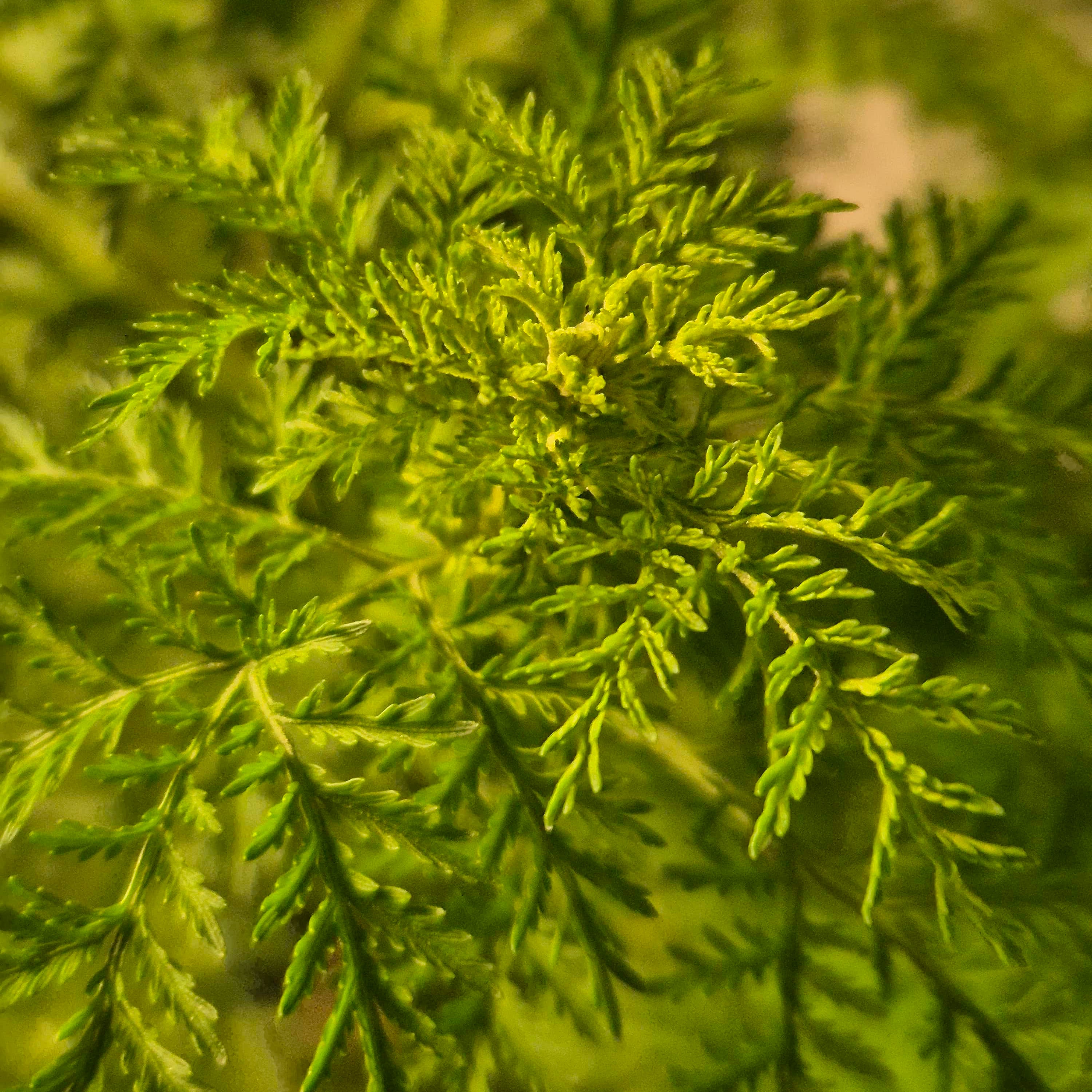 Demeter Artemisia annua Tabs