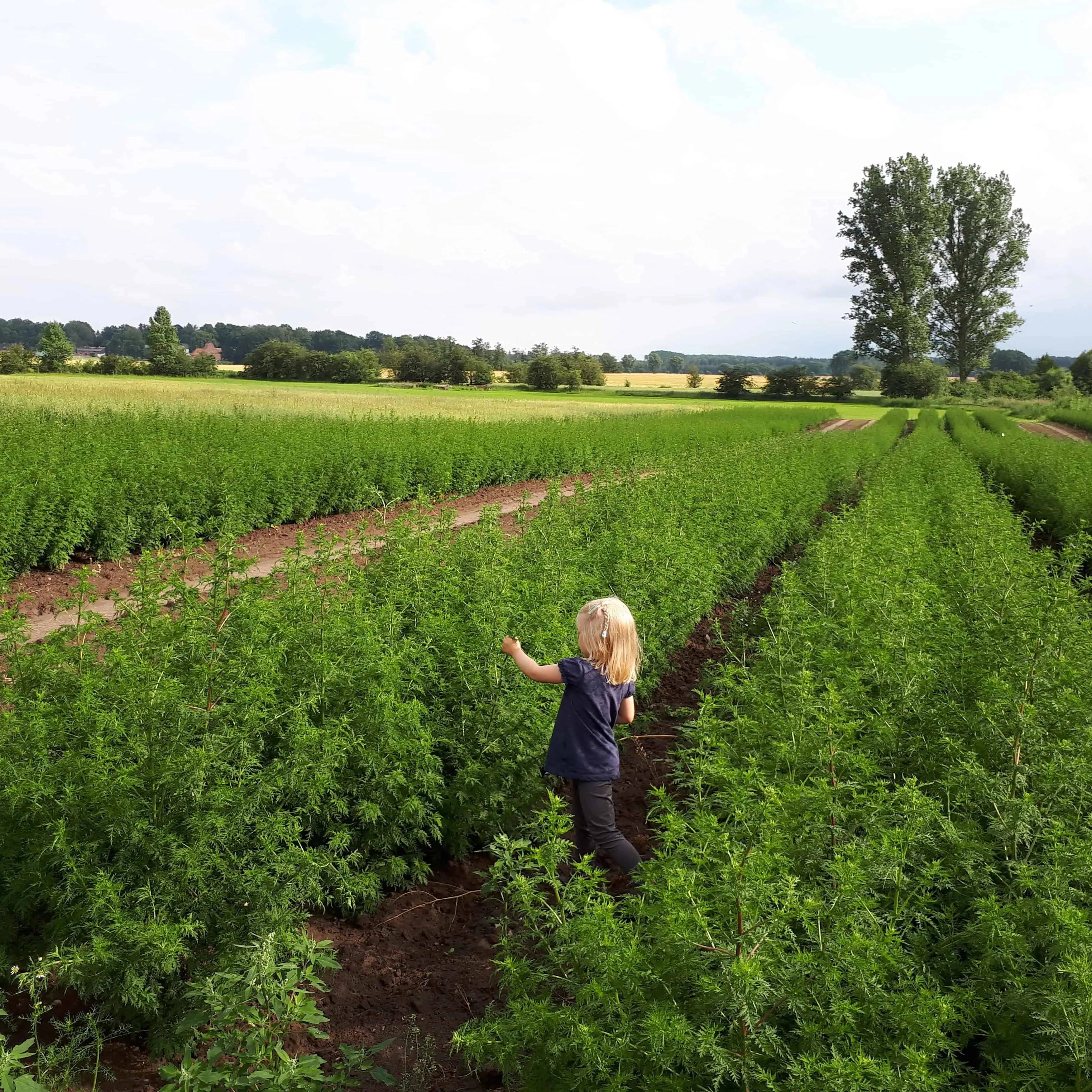 Artemisia annua Pflanzen auf einem Demeterfeld vom Lindenhof Klüver mit der kleinen Tochter der Familie, die die grünen Blätter betrachtet.