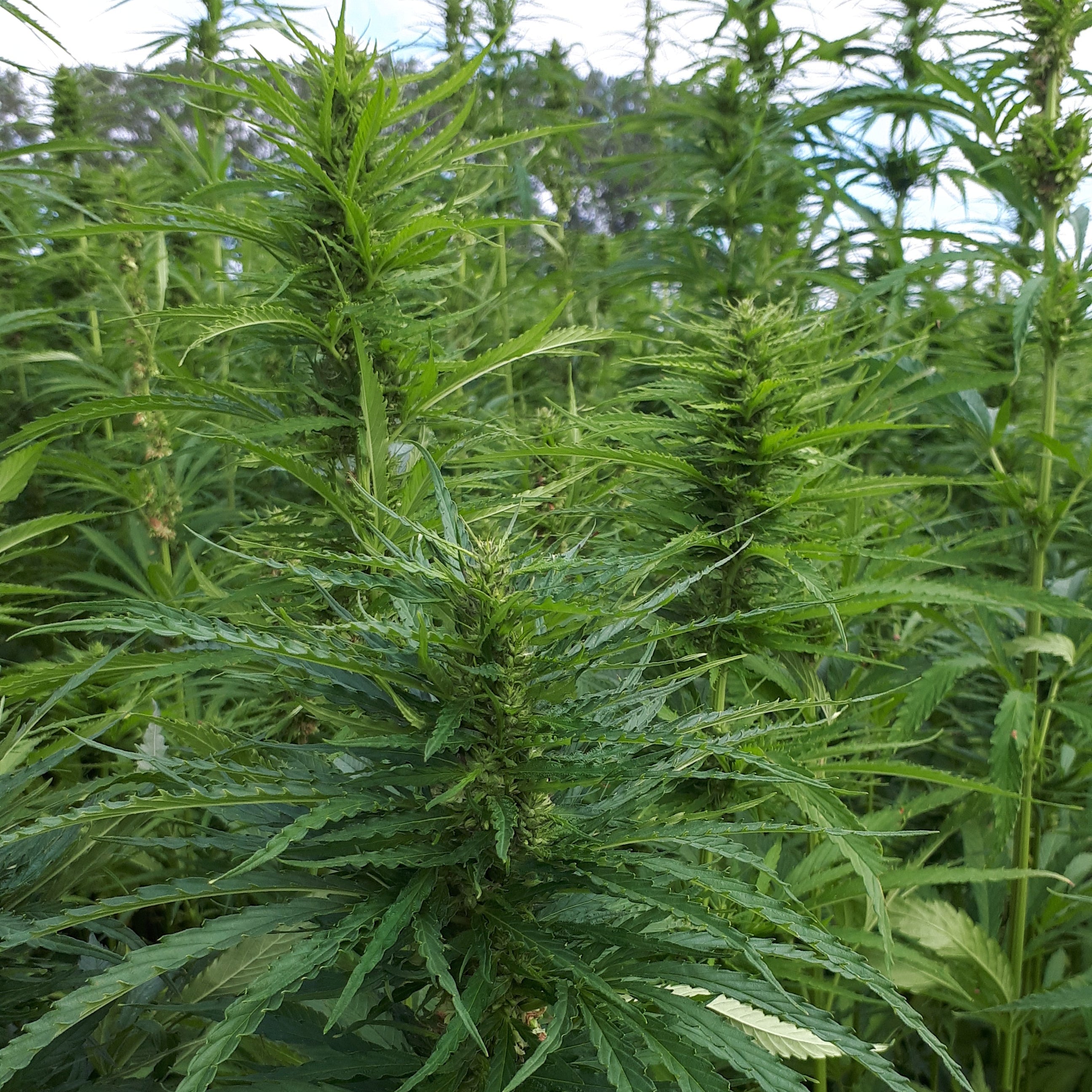 Lose ungeschälte Hanfnüsse aus ökologischem Hanfanbau auf einem rustikalen Holzbrett, 100% Demeter-Qualität, ideal zur Förderung von Wohlbefinden und Gesundheit