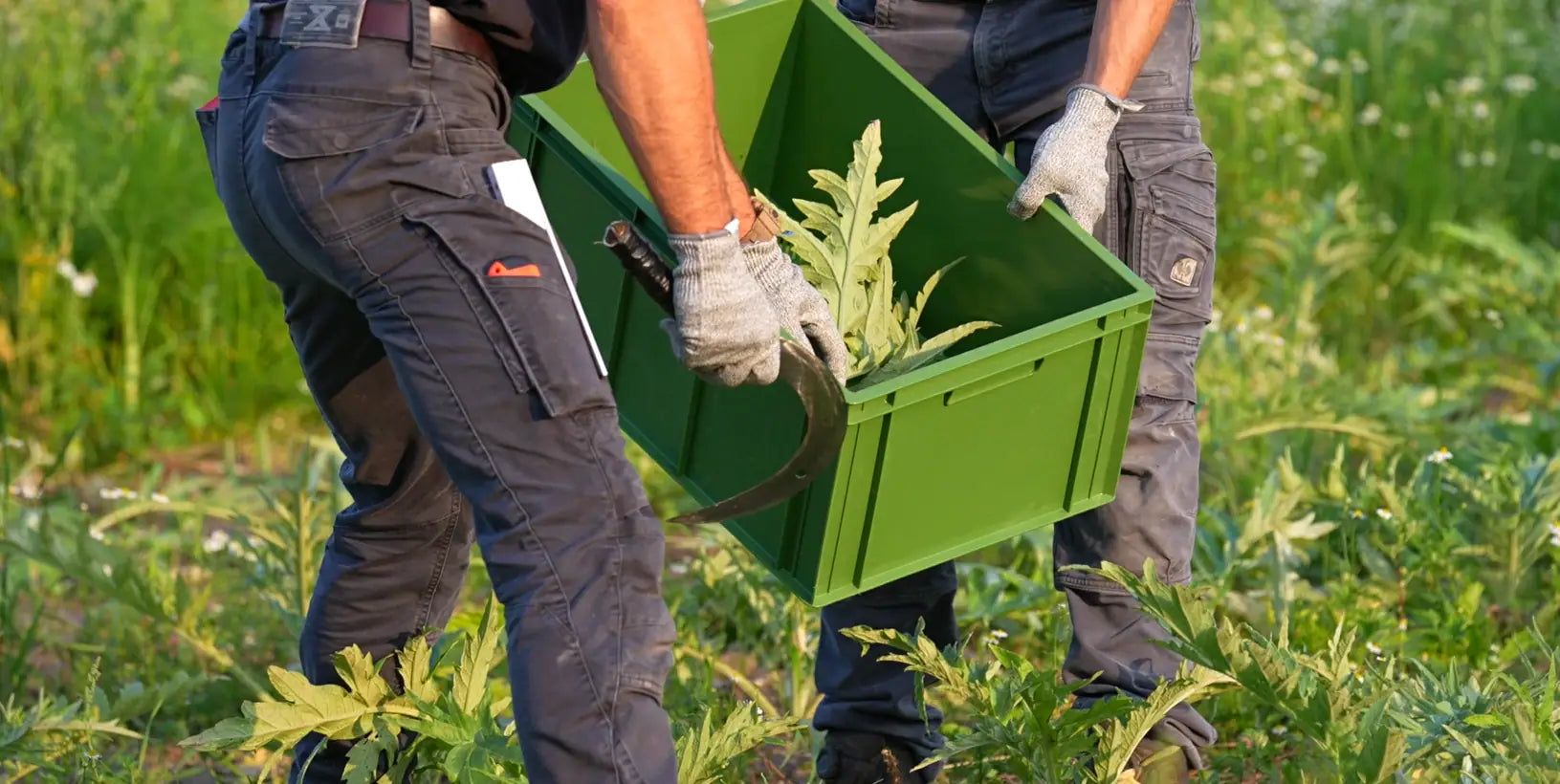 Handernte von Artischockenblättern auf einem Demeter-Feld des Lindenhof Klüver für die Produkte der KlüverKräuter